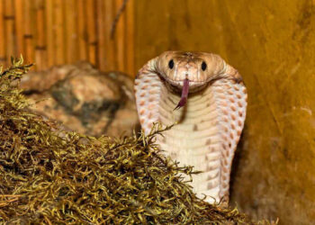 Imagen de una cobra real. Foto: Excélsior.