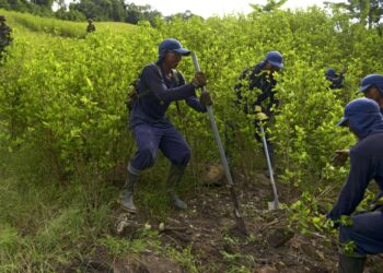 Perú erradica más de 19.000 hectáreas de hojas de coca entre enero y septiembre