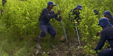 Perú erradica más de 19.000 hectáreas de hojas de coca entre enero y septiembre