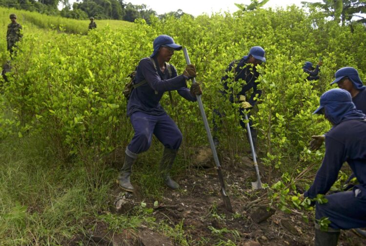 Perú erradica más de 19.000 hectáreas de hojas de coca entre enero y septiembre