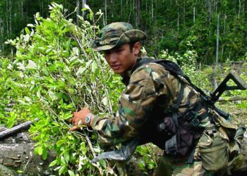 Los países de América detectaron cambios en el cultivo y producción de drogas a base de coca, afirma un informe de la OEA.