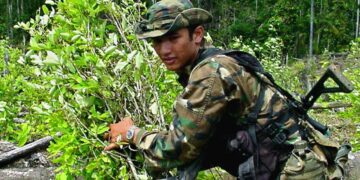 Los países de América detectaron cambios en el cultivo y producción de drogas a base de coca, afirma un informe de la OEA.