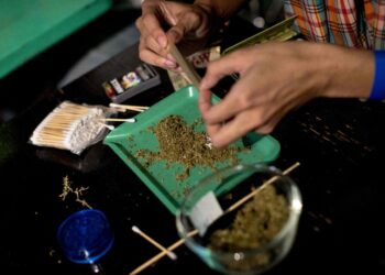 La creatividad y rapidez resalta en el concurso de cannabis. Foto: AFP