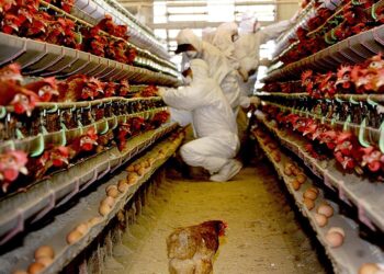 Inglaterra impone el confinamiento de las aves domésticas y de corral.