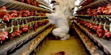 Inglaterra impone el confinamiento de las aves domésticas y de corral.