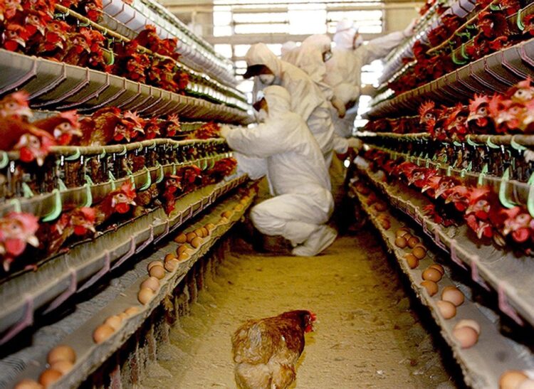 Inglaterra impone el confinamiento de las aves domésticas y de corral.