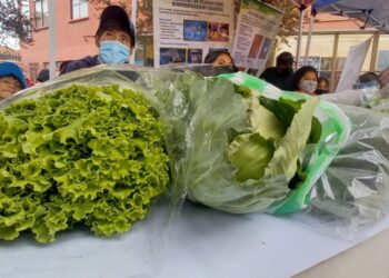 Estudiantes de El Alto aprenden a cultivar verduras en invernaderos