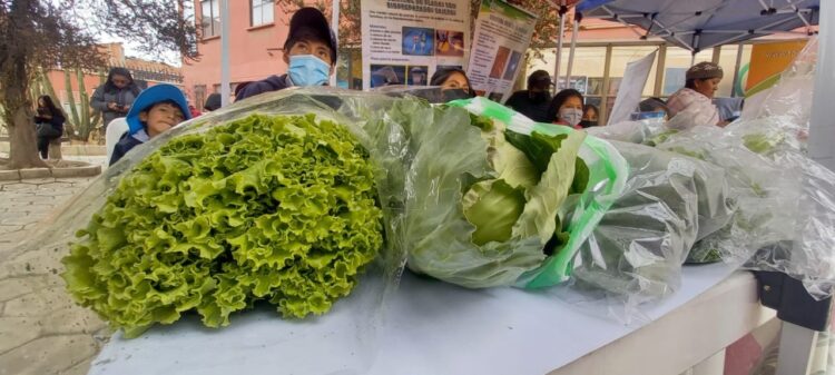 Estudiantes de El Alto aprenden a cultivar verduras en invernaderos