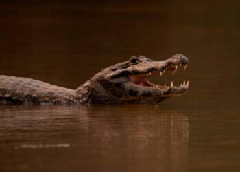 Cumbre de especies amenazadas autoriza comercio de cocodrilos de Brasil y Filipinas