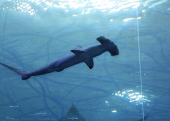En esta foto de archivo tomada el 27 de noviembre de 2019, un tiburón martillo nada en el Miami Seaquarium en Miami, Florida. Foto: AFP.
