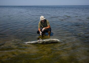 Miles de delfines muertos en el mar Negro debido a invasión rusa, acusa Zelenski