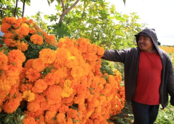¿Hay flores transgénicas en los altares mexicanos del Día de Muertos?