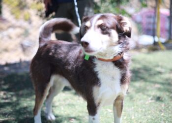 Uno de los canes en adopción. Foto: AMUN