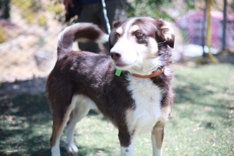 Uno de los canes en adopción. Foto: AMUN