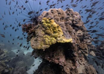 Corales del golfo de Tailandia afectados por la enfermedad de banda amarilla el 22 de diciembre de 2022 frente a la isla de Samae San. Foto: AFP.