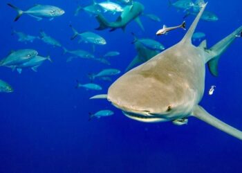 El tiburón es una de las especies amenazadas. Foto: AFP