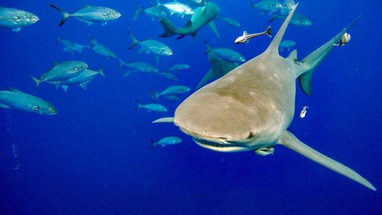 El tiburón es una de las especies amenazadas. Foto: AFP