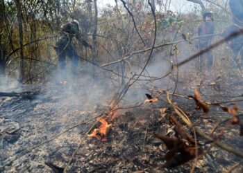 los incendios forestales arrasan con todo a su paso. Foto: Archivo LR
