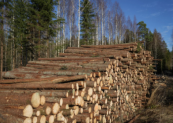 Troncos en Askola, en el sur de Finlandia, el 31 de octubre de 2022. Foto: AFP.
