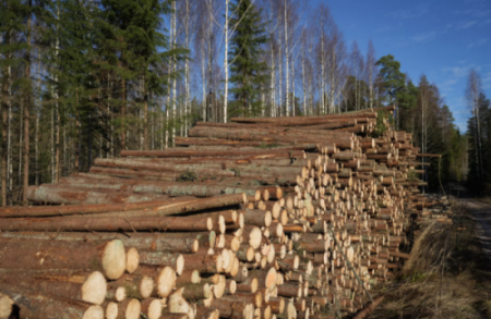Troncos en Askola, en el sur de Finlandia, el 31 de octubre de 2022. Foto: AFP.