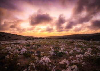 Chile protegerá como parque nacional fenómeno de floración en desierto de Atacama