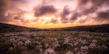 Chile protegerá como parque nacional fenómeno de floración en desierto de Atacama