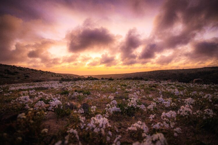 Chile protegerá como parque nacional fenómeno de floración en desierto de Atacama