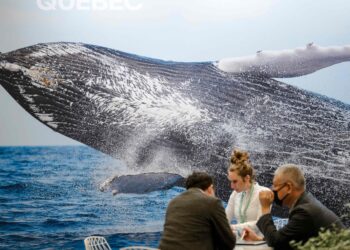 El fondo de biodiversidad es uno de los principales puntos de discusión en la COP15. Foto: AFP