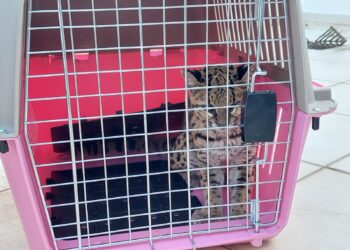 Rescatan una gata montés que yacía herida en el patio de un domicilio de la zona del Urubó