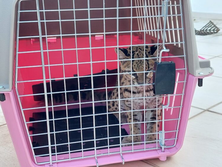 Rescatan una gata montés que yacía herida en el patio de un domicilio de la zona del Urubó