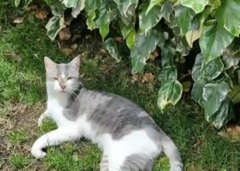 Pasó 14 días de su extravío y el gato Tito aún no aparece. Foto: Facebook Andre Iturre