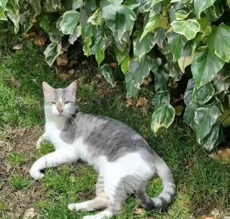 Pasó 14 días de su extravío y el gato Tito aún no aparece. Foto: Facebook Andre Iturre
