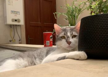 El gato Tito, que fue extraviado en un aeropuerto de Tarija. Foto: Facebook