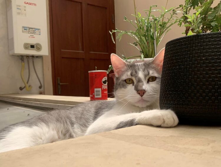 El gato Tito, que fue extraviado en un aeropuerto de Tarija. Foto: Facebook