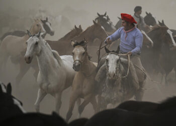 Un gaucho arrea caballos en medio de una tropilla durante la Fiesta de la Tradición que se celebra cada año en San Antonio de Areco, Argentina, el 12 de noviembre de 2022. Foto: AFP.