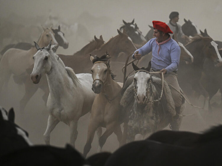 Un gaucho arrea caballos en medio de una tropilla durante la Fiesta de la Tradición que se celebra cada año en San Antonio de Areco, Argentina, el 12 de noviembre de 2022. Foto: AFP.