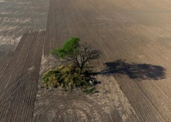 La agricultura y la ganadería devoran los bosques del Gran Chaco. Foto: AFP.
