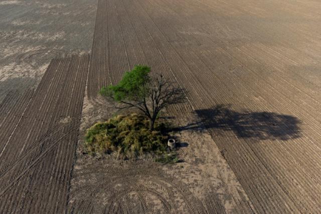 La agricultura y la ganadería devoran los bosques del Gran Chaco. Foto: AFP.
