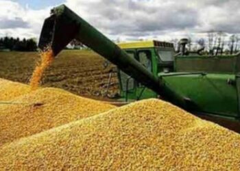 Gran parte del grano almacenado de Ucrania se perdió en la guerra, según informe