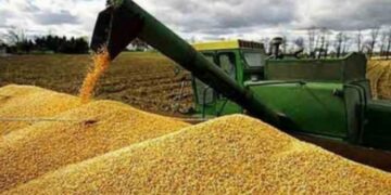 Gran parte del grano almacenado de Ucrania se perdió en la guerra, según informe
