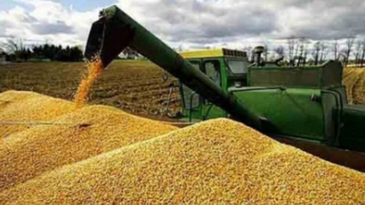 Gran parte del grano almacenado de Ucrania se perdió en la guerra, según informe