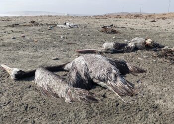 Perú emitió una alerta sanitaria por 180 días tras confirmar tres casos de influenza aviar H5N1 muy contagiosa en pelícanos.