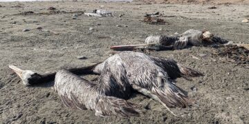Perú emitió una alerta sanitaria por 180 días tras confirmar tres casos de influenza aviar H5N1 muy contagiosa en pelícanos.
