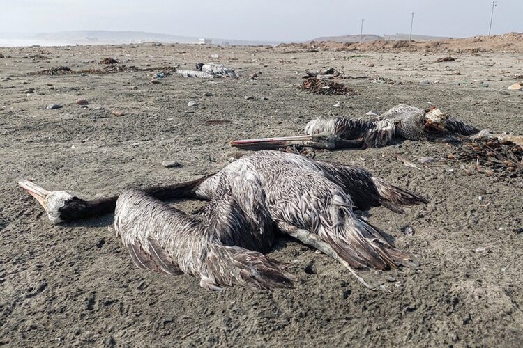 Perú emitió una alerta sanitaria por 180 días tras confirmar tres casos de influenza aviar H5N1 muy contagiosa en pelícanos.