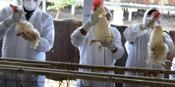 España registra un caso leve de gripe aviar en humanos