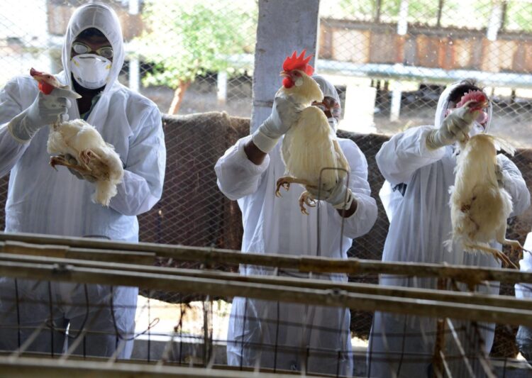 España registra un caso leve de gripe aviar en humanos
