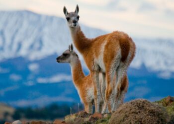 Gobierno prevé trabajar en políticas de protección para los Guanacos. Foto: artesanoglobal.com