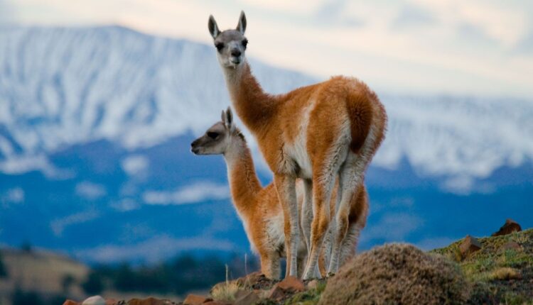 Gobierno prevé trabajar en políticas de protección para los Guanacos. Foto: artesanoglobal.com