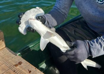 Crías de tiburones menores a un año de vida se refugian en guarderías en Galápagos. Foto: AFP