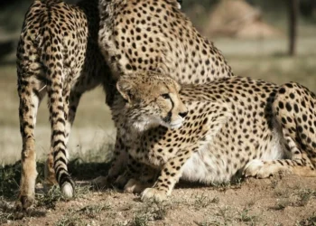 70 años después de la extinción de los guepardos en India, llegan ocho ejemplares de Namibia